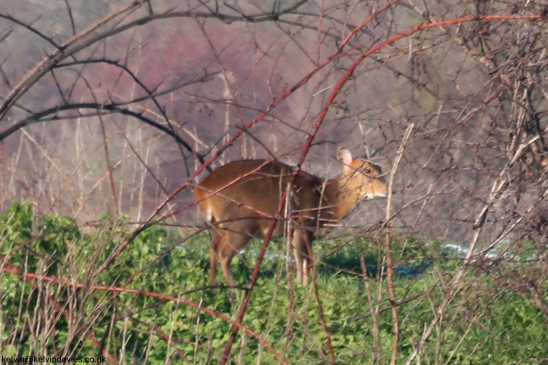 Muntjac Deer