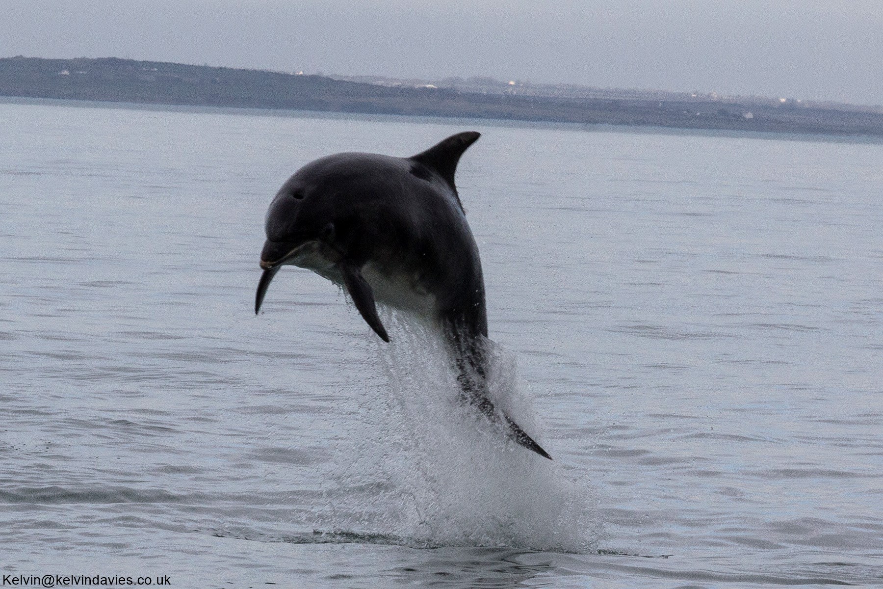 Bottlenose Dolphin