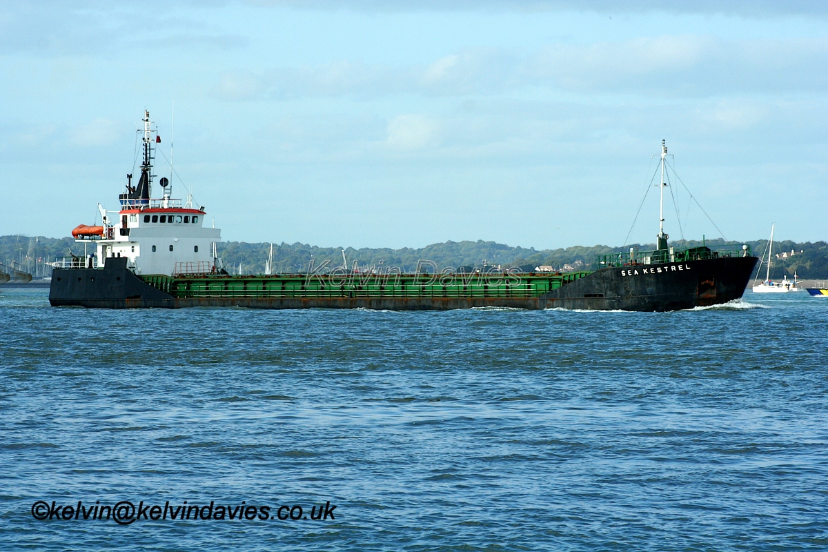Sea Kestrel