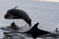 Incoming! Bottlenose Dolphin