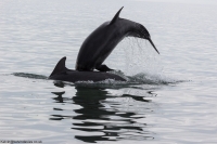 Bottlenose Dolphin