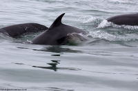 Bottlenose Dolphin