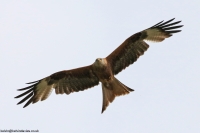 Red Kite