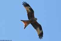 Red Kite 2