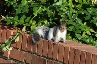 More Squirrel