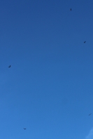 Buzzards at Heathrow