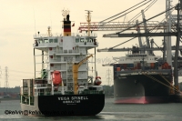 Vega Spinell