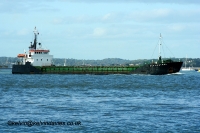 Sea Kestrel
