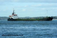 Sea Kestrel