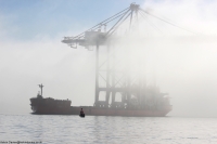 Zhen Hua 31