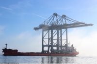 Zhen Hua 31