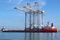 Zhen Hua 31
