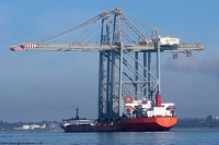 Zhen Hua 31