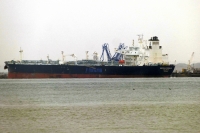 MINERVA CORALIA